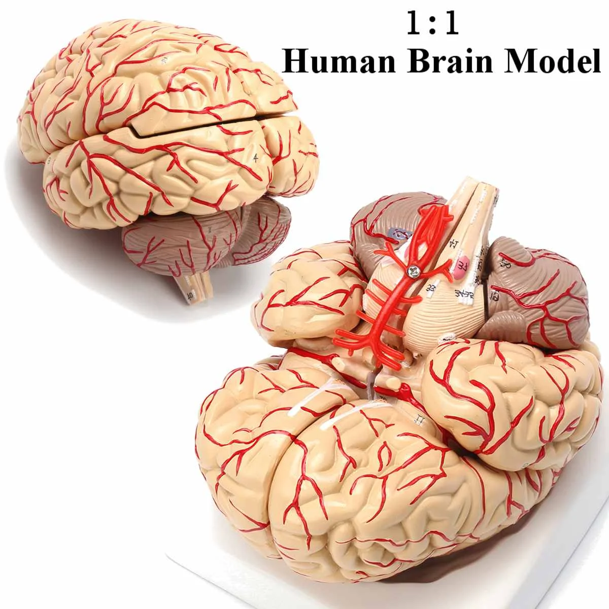 1:1 модель человеческого мозга в натуральную величину с артериями анатомический медицинский орган, анатомия школьная модель образовательная медицинская наука обучение