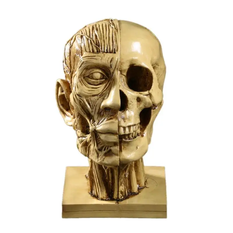 

VODOOL Resin Human Head Medical Model Skull Statue Sculpture manikin Home Decorative Craft Kits Halloween Gifts School Supplies