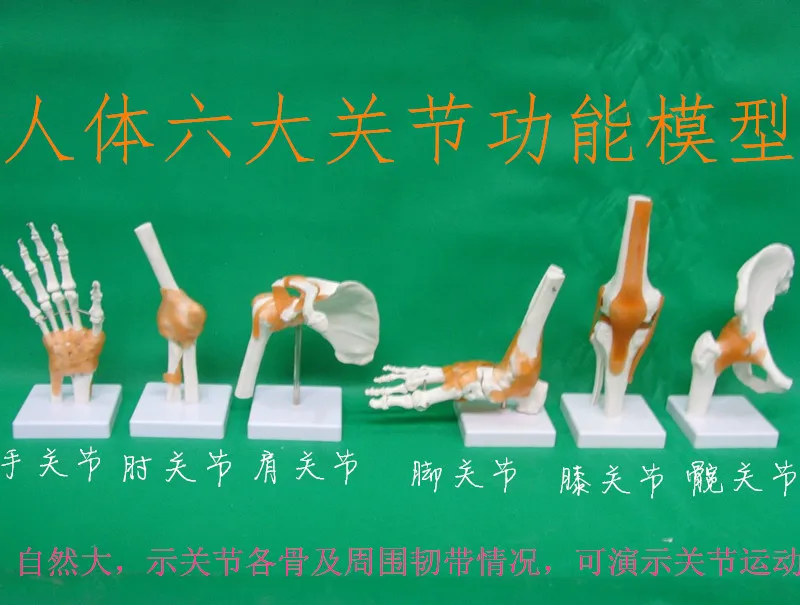 

human skeleton model 6pcs joint skeleton model Shoulder, elbow, wrist, hip, knee and ankle joints model free