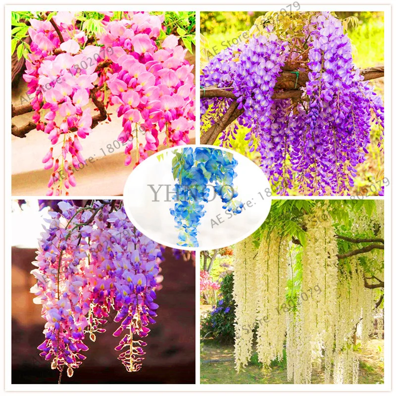 

10 pcs wisteria garden Rare red flower Wisteria Bonsai flores Mini Bonsai Tree Indoor Ornamental Plant for home decoration