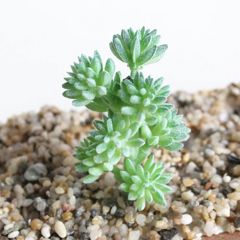 

Artifical Succulent Plant Cactus Echeveria Flower Home Shop School Decor Green*1