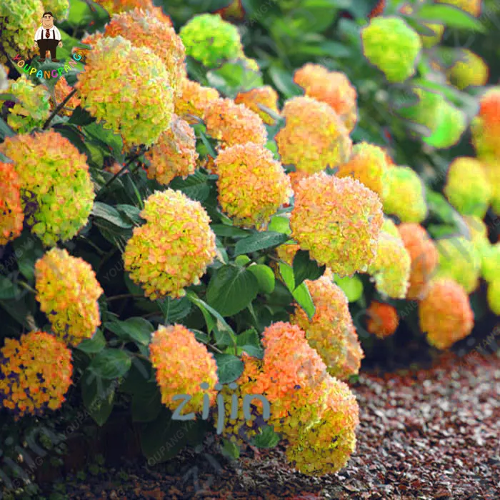 

Bonsai 30Pcs Multiple Color Choice Hydrangea Bonsai Perennial Flower Plant Hydrangea Balcony Ornamental Garden Decoration Plants