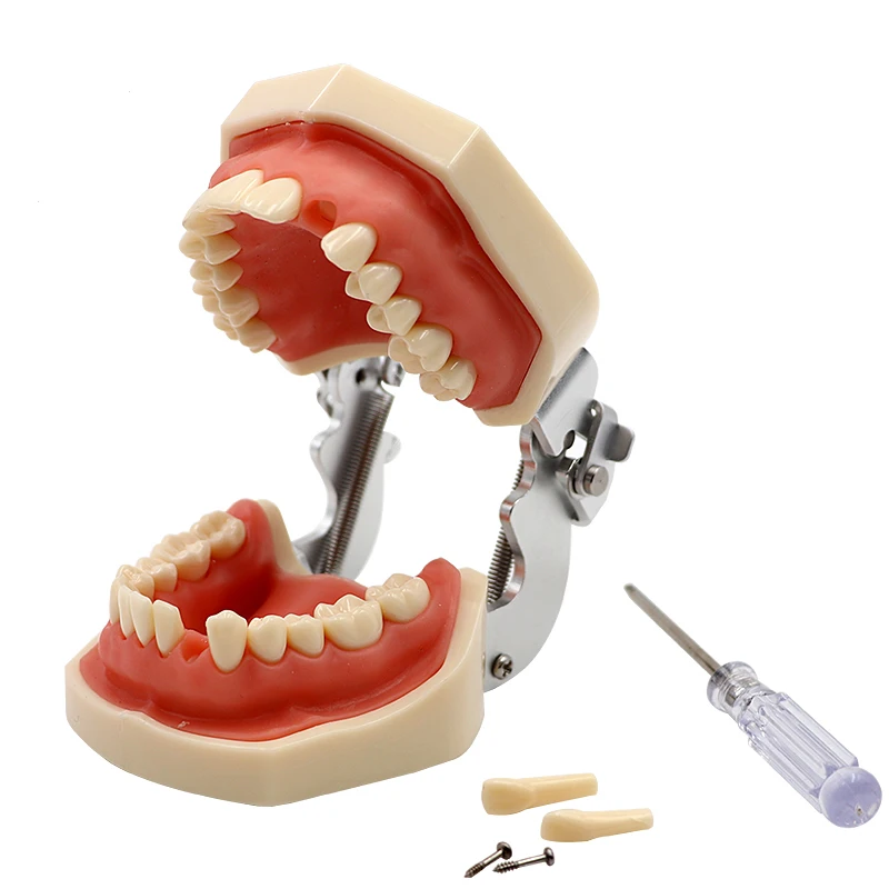 Стоматологическая стандартная модель съемных зубов Модель стоматологического исследования обучающая модель зубов мягкая модель десен стоматологический демонстрационный инструмент