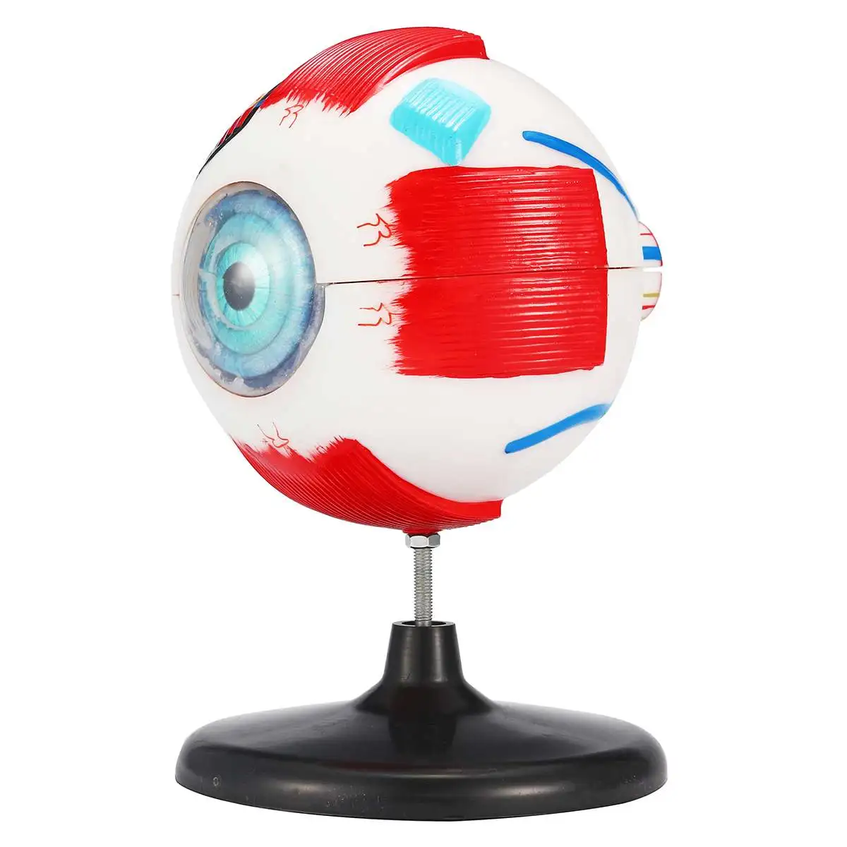 6x Removable Human Eye Eyeball Model Eyeball Internal Structure Learn Human Anatomical Model Lab Teaching Education Specimens