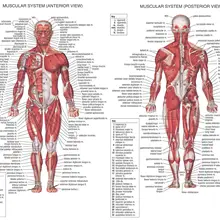 Мышечные плакаты с системой шелковой ткани Анатомия диаграмма человеческого тела школы медицинские наука образовательные принадлежности украшение дома