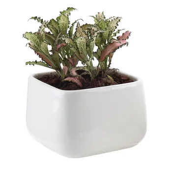 

Ceramic White Square Succulent Cactus Plant Pot Flower Pot/container/planter