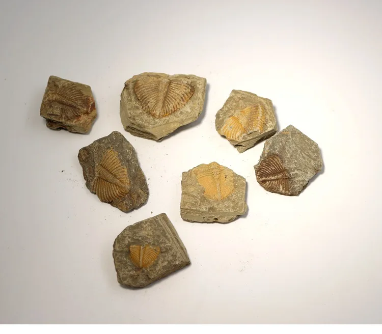 Натуральный Trilobite Fossil Brachiopod коралловый и кончестрака трилобит короны хвост