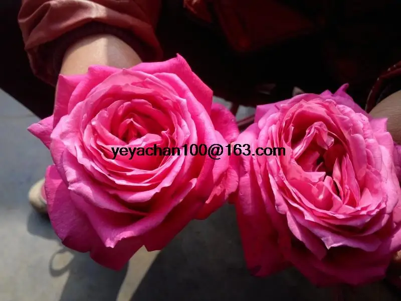 

Fragrant flower red rose pink peace peace 100 flower bonsai