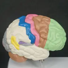 Цветной человеческий мозговой домен анатомия, анатомический образец правого головного мозга медицинские функции образовательные принадлежности учебные материалы