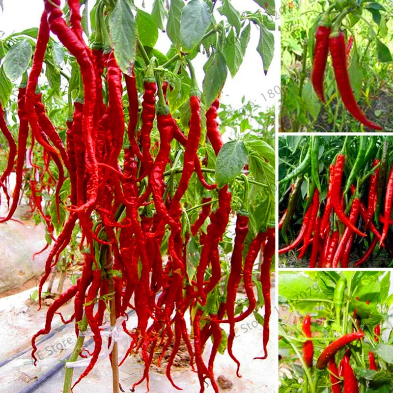 

New Fresh 200 Pcs/pack Giant Sweet Pepper Bonsai , Easy Growing Paprika Chili Plants DIY Home Garden Vegetable Plant,#LRDP