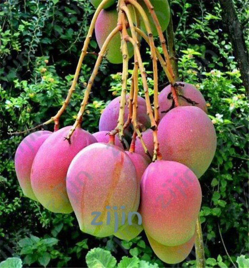 

1pcs Mango Bonsai Mini Mango Tree plants Organic Fruits and Vegetables Bonsai Pot for Home Garden Planting