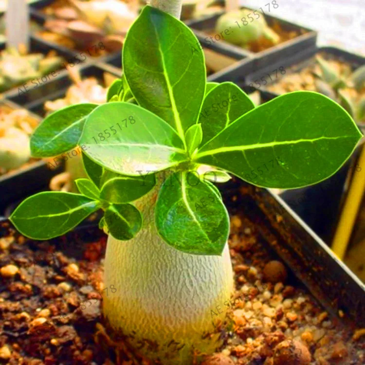 

New Arrival!100pcs Dwarf Desert Rose Tree Bonsai easy to grow Interesting Unique for Home Garden,#FNHM24