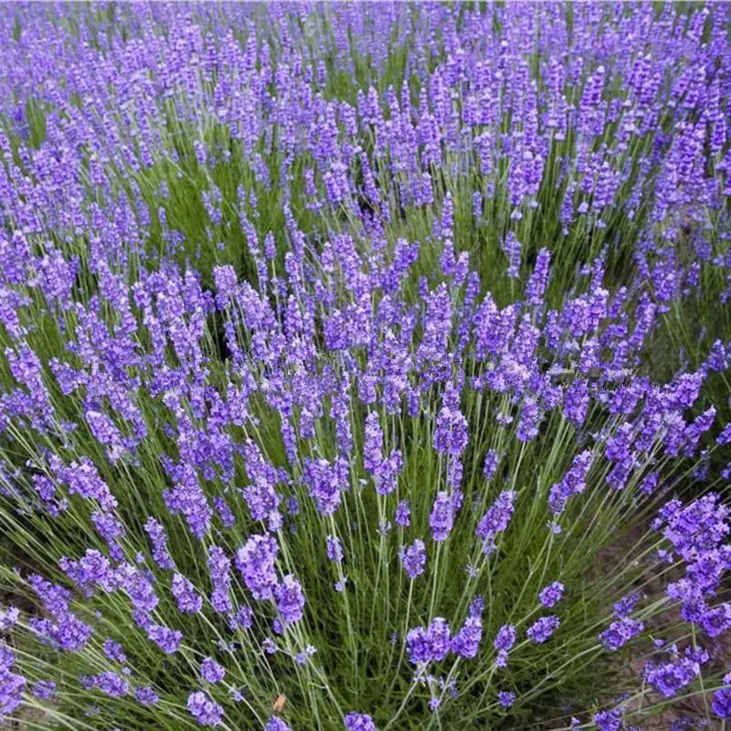 

Flower Fairy Provence Lavender Potted plant cold repellent grass 20pcs