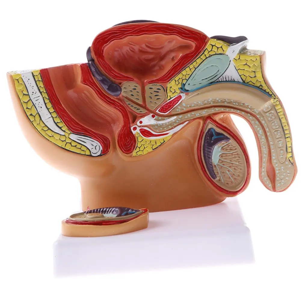  1: 2 Basin Prostate Model Human Male Urinary System Medical Anatomical Model School Teaching Tool L - 32973476971