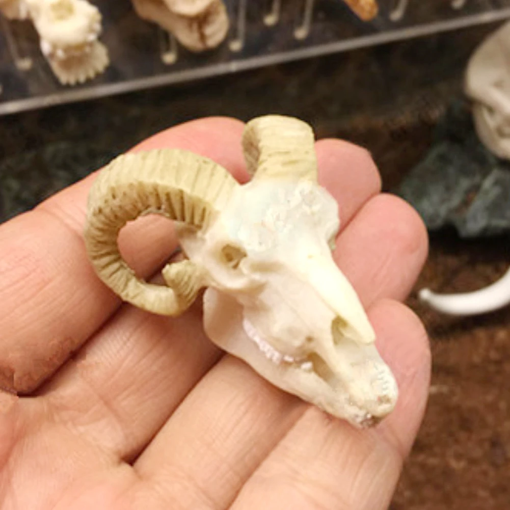 

Fish Tank Goat Skull Resin Animal Skull Ornament Underwater Reptile Terrarium Decor Aquarium Goat Skull Figurine Craft Figure