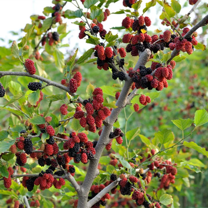 

Potted seasonal fruit garden natural health Mulberry year results Blackberry bonsai 100pcs