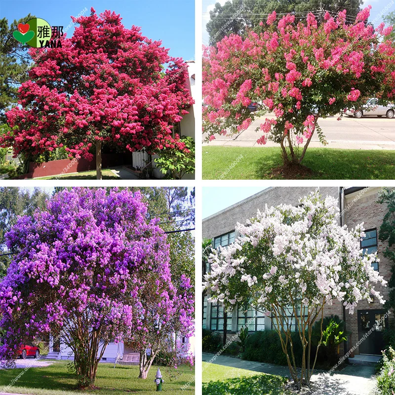 

100 pcs Crape Myrtle Lagerstroemia indica flower Shrub Lagerstroemia perennial courtyard myrtle flowers for home garden
