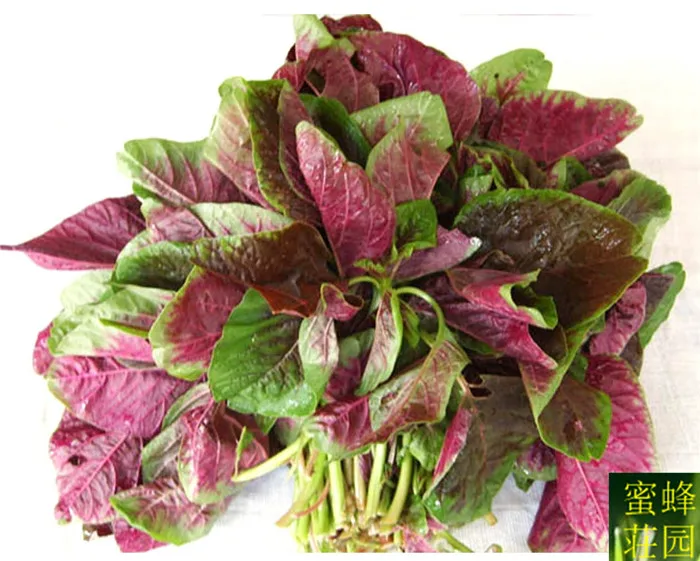

Hot red amaranth bonsai green amaranth red vegetables cloud coriander bonsai 500bonsais