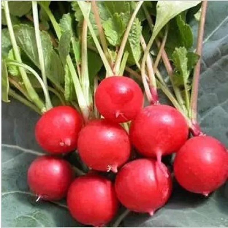 

100pcs vegetable bonsais red round cherry radish bonsais