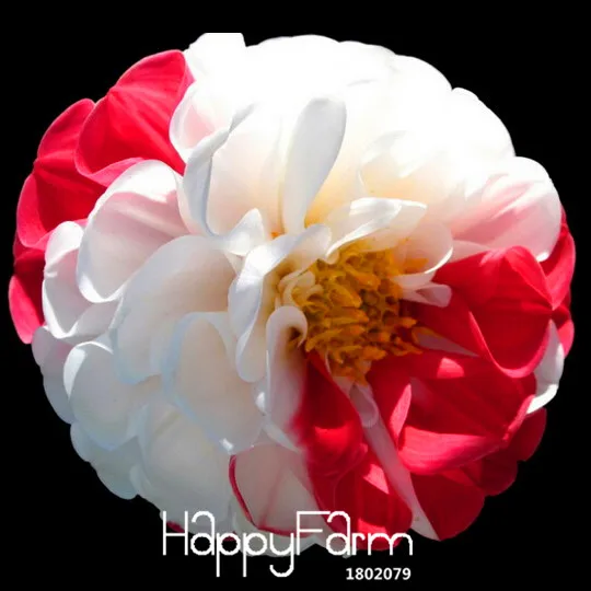 

Loss Promotion!100 Pcs/Pack Red and White Dahlia Bonsai Beautiful Perennial Flower Plants pinnata DIY Home Garden,#MKERBY