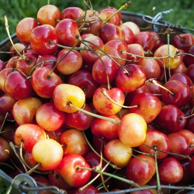 A bucket of ripe Ranier Cherries are freshly picked in the Okanagan British Columbia Canada Poster Print (38 x 24) | Дом и сад