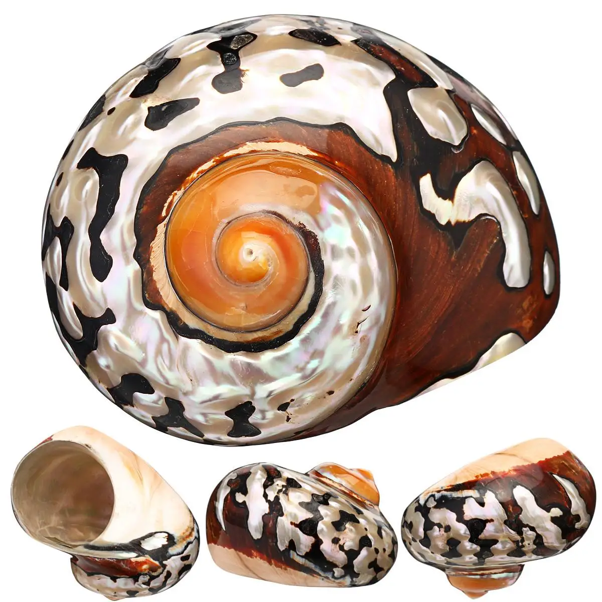 

6-9.5cm Natural African Turban Sea Shell Coral Conch Snail Seashell Conch Miniature Home Fish Tank Decor Craft Collection New
