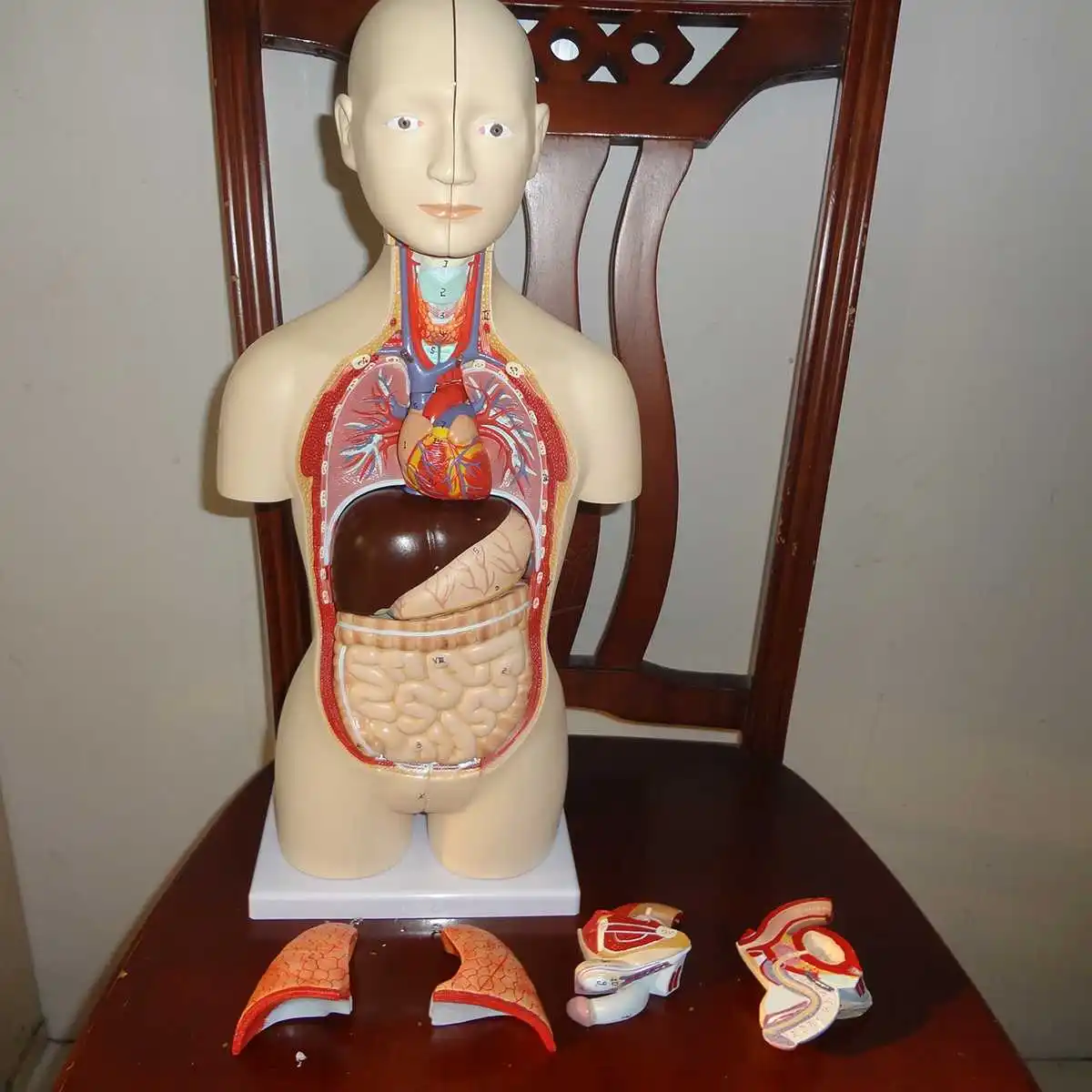 

50cm Human Anatomy Model Female/Male Torso Assembly Visceral Anatomical Medical Science Model Educational Teaching Resources
