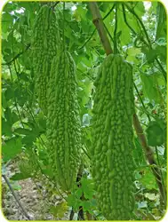 World Long gourd bonsais овощи bonsais Гонконг 20 шт