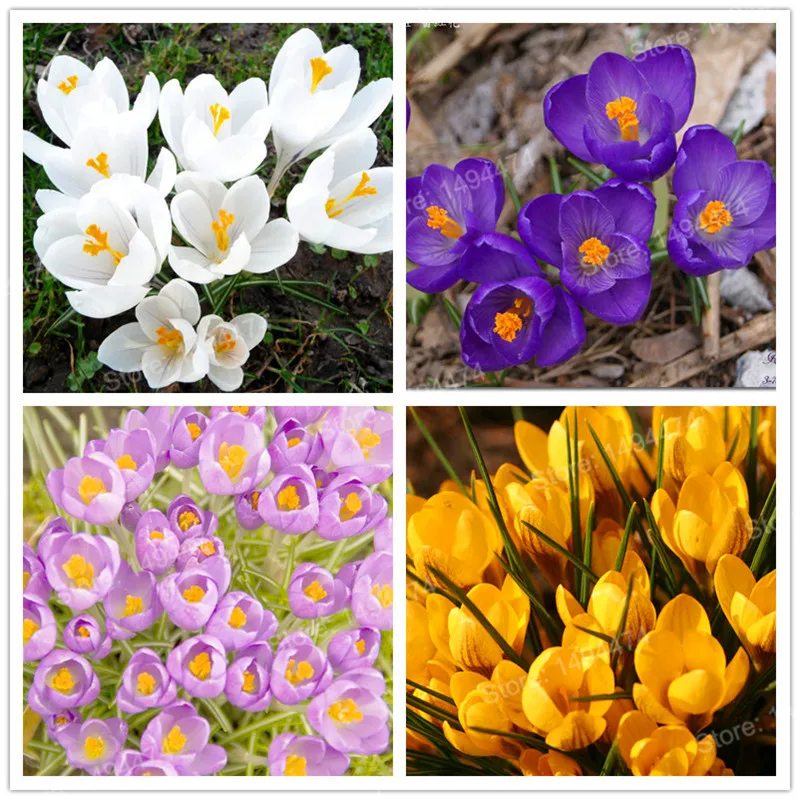 

200pcs colorful Netherlands Saffron flores Saffron crocus plantas Saffron Flower plante bonsai pot plant for home garden