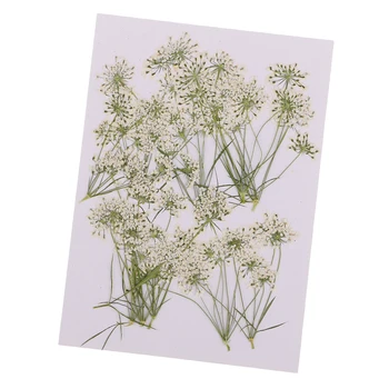 

10 Piece Pressed Natural Dried Flowers Lace Flower for DIY Craft Scrapbooking Handmade Home Ornament Artificial Decorations