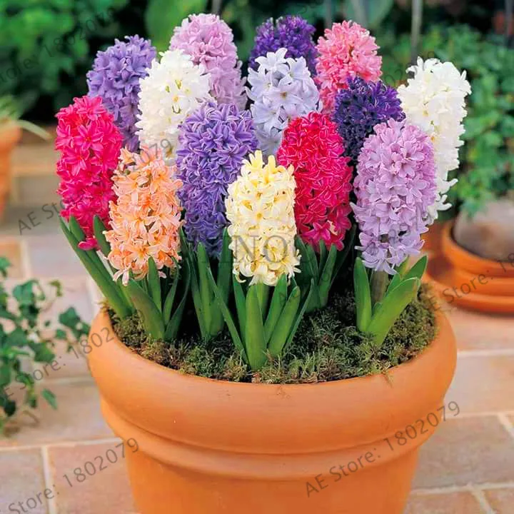 

New Arrival!Indoor foliage plants different color Hyacinth bonsai , flowering plants, easy to grow - 100 pcs Hyacinthus garden.,