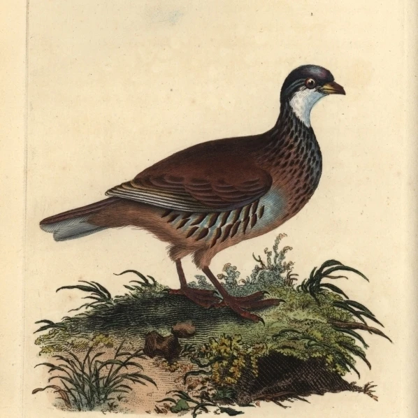 Red-Legged Partridge Alectoris Rufa Poster Print By Florilegius Mary Evans (24 X 36) | Дом и сад