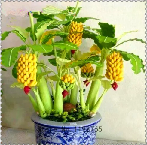 

100 Pcs Rare Red Banana Bonsai, Organic Heirloom Delicious Fruit Bonsai plant For Home, Garden, Balcony,Yard, Easy To Grow
