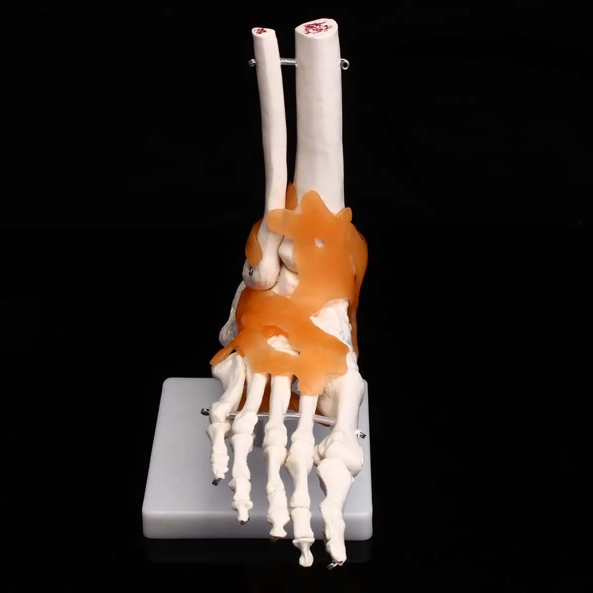 

PVC Life Size Foot Joint Medical Science Model Skeleton Human Anatomical Model Education Teaching Resources Props White