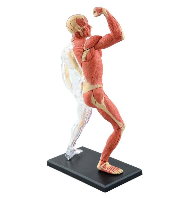 4D собранные человеческие мышцы Anatomy4d мастер головоломка Сборка игрушки