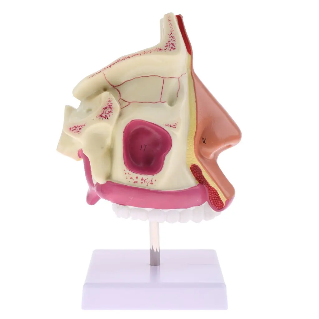 

1: 1 Human Nasal Cavity Nasal Bone Model Medical Anatomical Model for School Teaching Tool Learning Display Lab Supplies