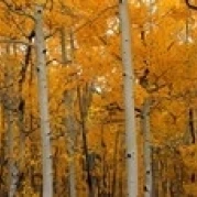 Quaking Aspens Dixie National Forest UT постер печать (18x6) | Дом и сад