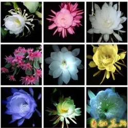 20 шт Epiphyllum бонсай Nightblooming Cereus Home Сад Цветочные растения