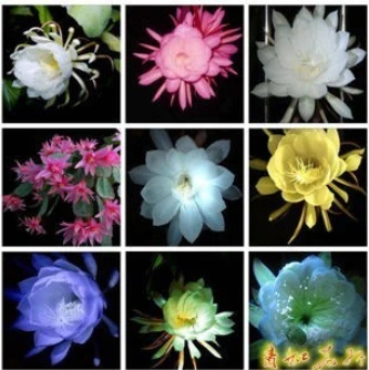 

20pcs Epiphyllum bonsai Nightblooming Cereus Home Garden Flower Plants
