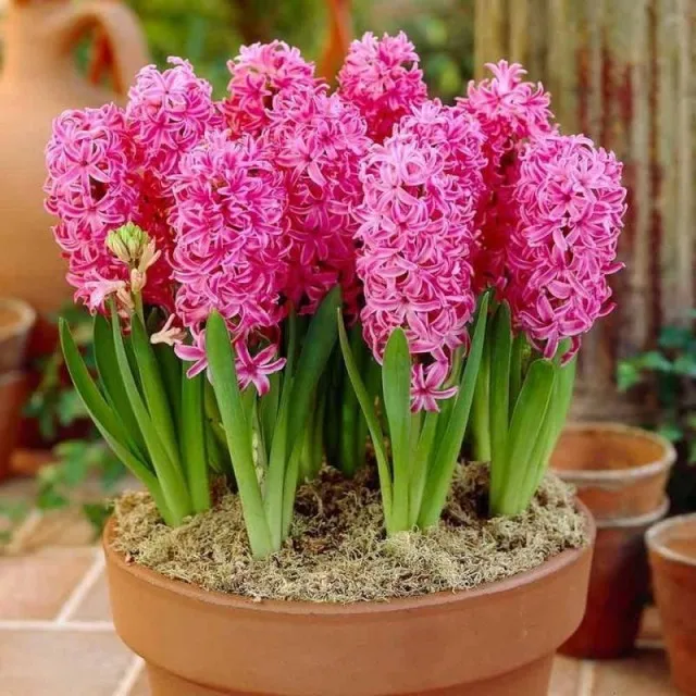 100pcs Hyacinth Bonsai Perennial Hyacinth potted plant Indoor Plant Easy Grow In Pots Bonsai plant flower for home garden 100pcs Hyacinth Bonsai Perennial Hyacinth potted plant Indoor Plant Easy Grow In Pots Bonsai plant flower for home garden