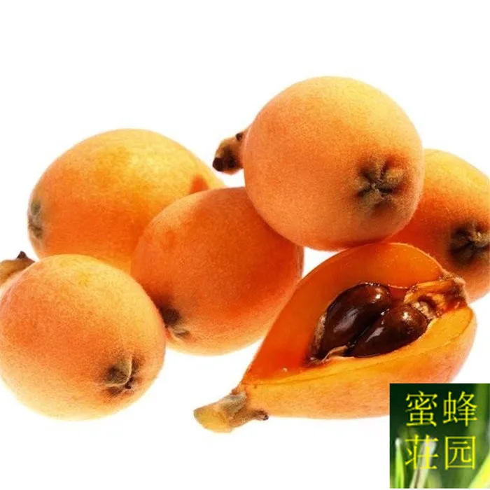 

loquat bonsais and fruit trees bonsais 2pcs