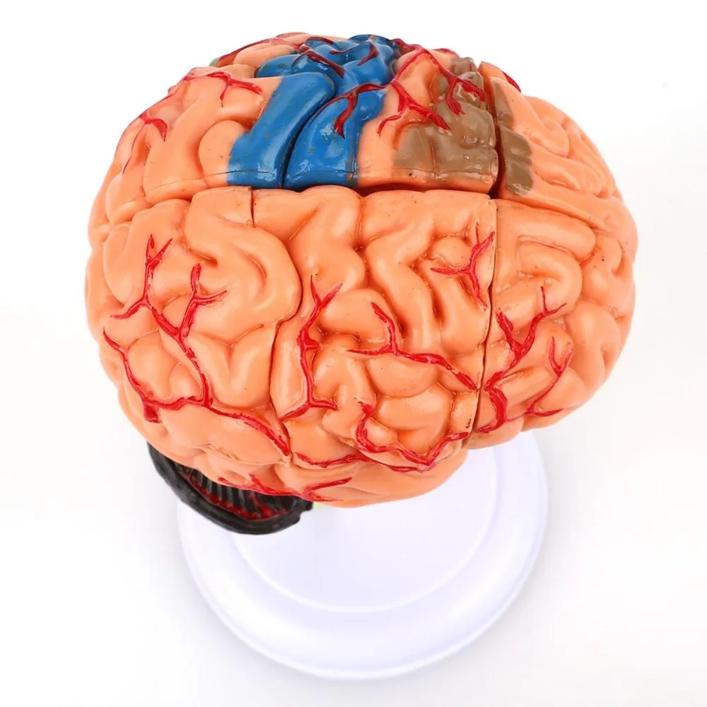 Мозговая модель человеческого устройства, преподавание биологии, медицинское оборудование, сборные игрушки, 32 части, медицинская модель