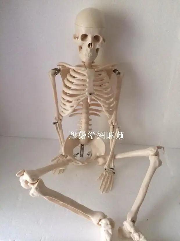 

85cm Skeleton Model With Stand Art Sketch Medical Education Human Skeletal Model Skull Spine Joint Model