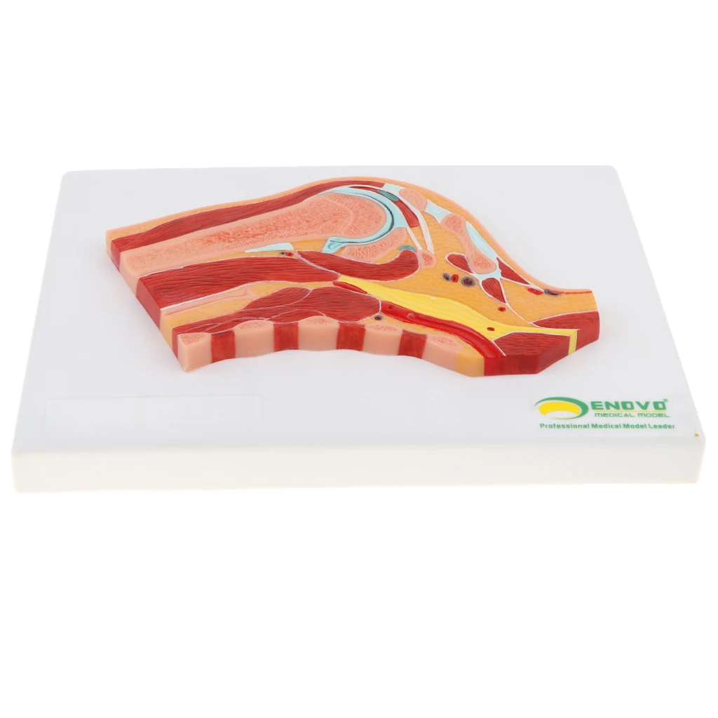 

1:1 Advanced Human Shoulder Joint Muscle Ball-and-socket Joint Section Medical Model Lab Supplies Science Toy
