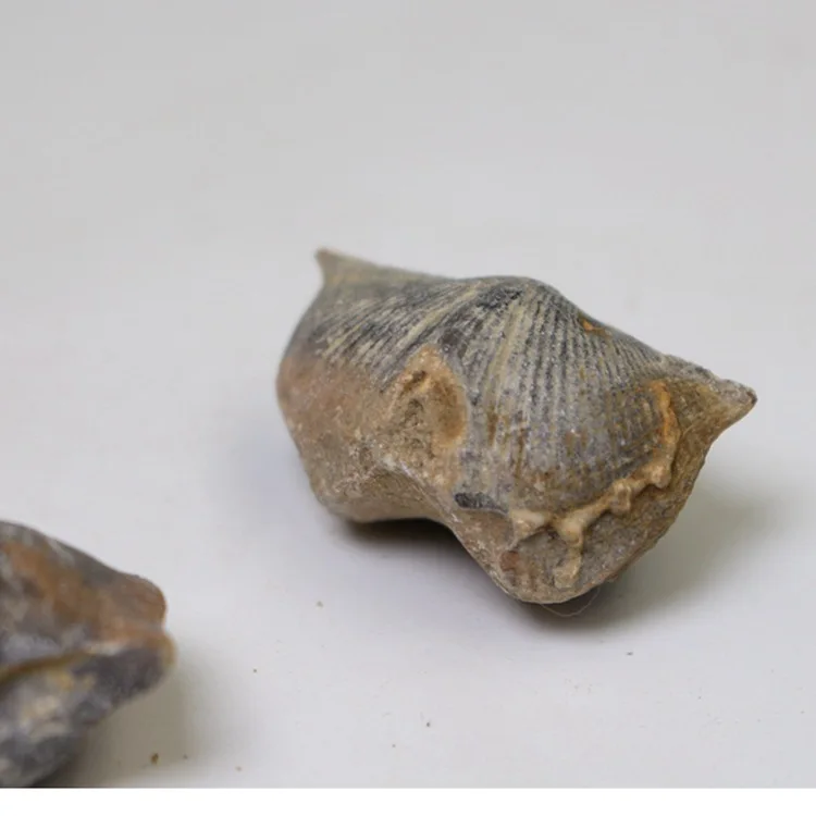 

Natural fossil swallow fossils paleontology Fossil Stone Swallow Specimen