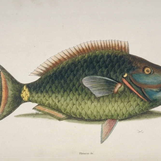 Sparisoma Viride Stoplight Parrotfish Poster Print By Mary Evans Natural History Museum (36 X 24) | Дом и сад
