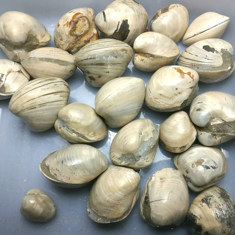 100g billion-year-old fossils Madagascar scallop fossils