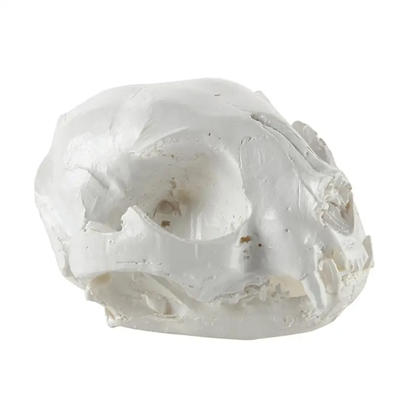 

1pcs Resin Fortune Cat Skull Skeleton Figurine Model Realistic Collectible Landscape Aquarium Fish Tank Decoration