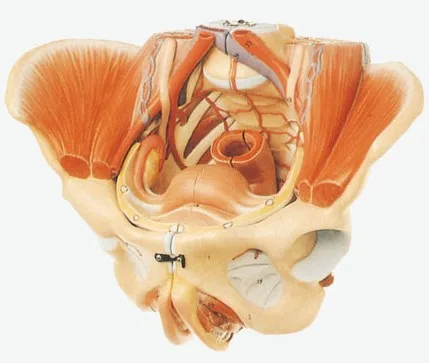 

Human Skeletal Model Woman Pelvis Pelvic Floor Muscle 71 Signs 20*27*18 PVC Material Nerve Entrails Model Pelvis with Genital