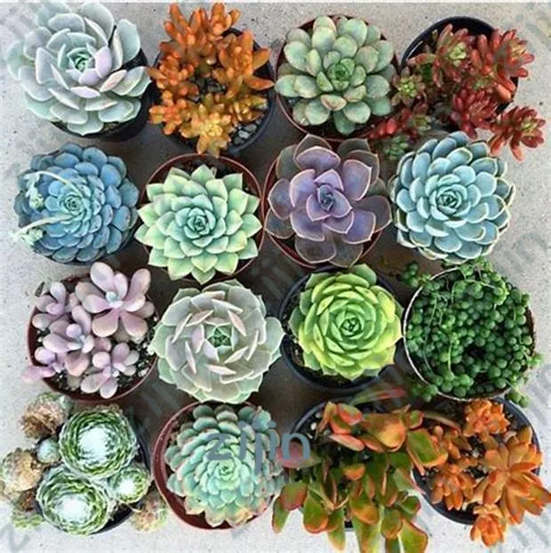 100pcs Exotic Cactus bonsai Japanese Rare Succulents plants Flower Indoor Plantas Perennial Flowers Garden